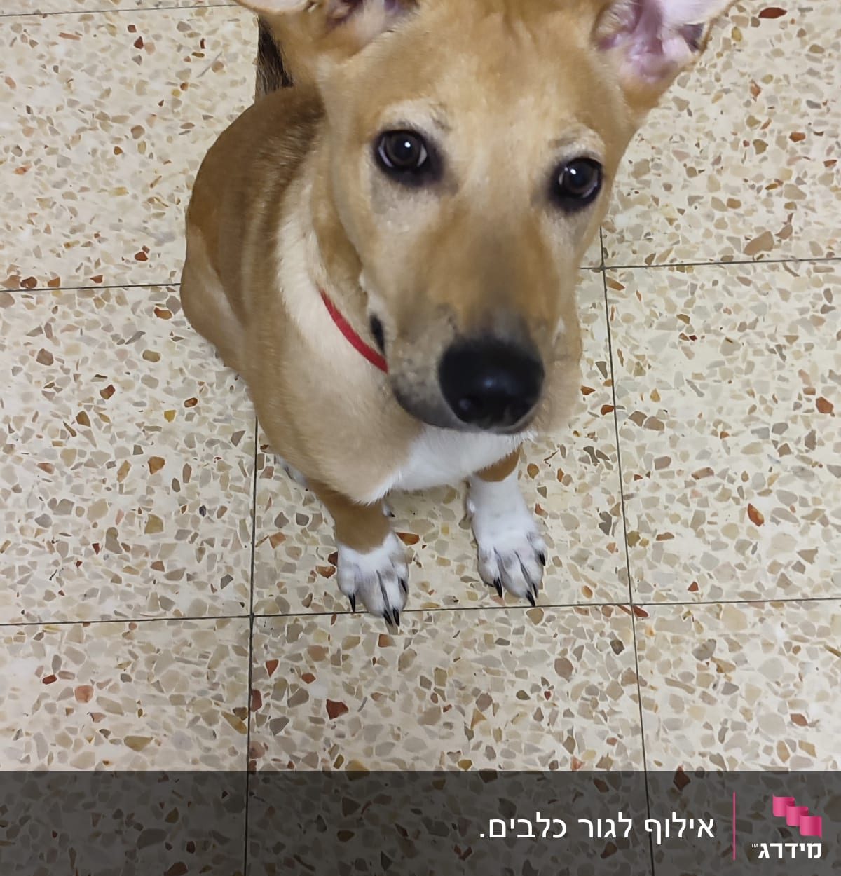 כלב עם קולר אדום יושב על רצפה